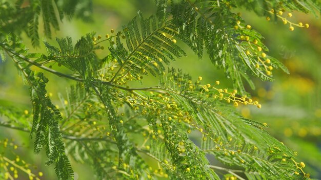 Il ramo dell'albero di mimosa dei fiori soleggiati concetto della stagione primaverile fiori soffici nel giardino primaverile