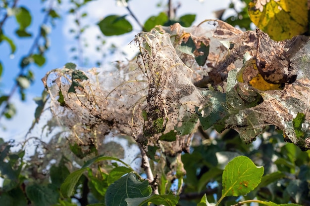 Il ramo dell'albero è densamente ricoperto di ragnatele, in cui si trovano le larve di una farfalla bianca. L'albero è affetto da ragnatele