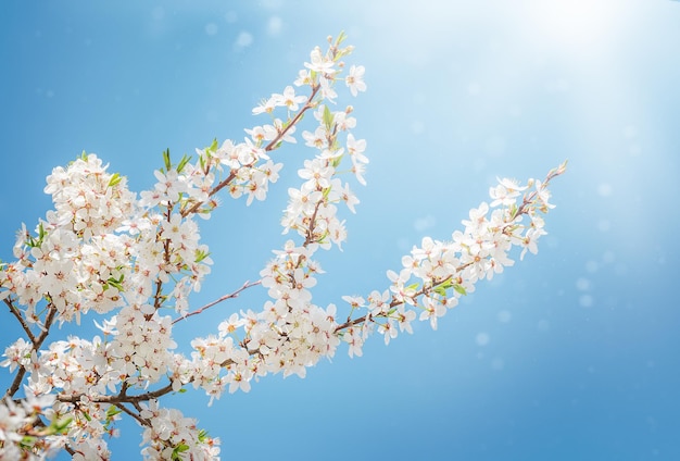 Il ramo di fiori di Apple sullo sfondo del cielo blu