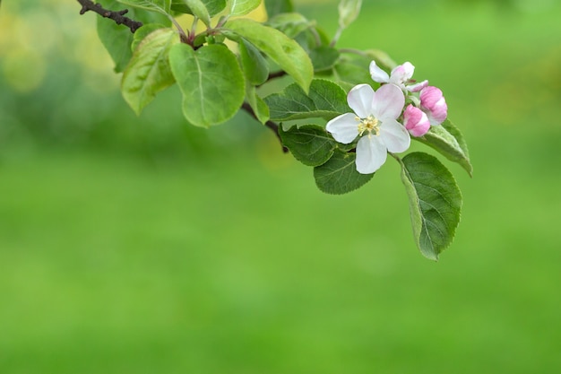 Il ramo di melo fiorisce su fondo vago verde.
