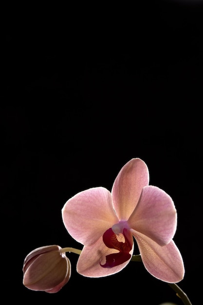 Il ramo di orchidea beige su sfondo nero