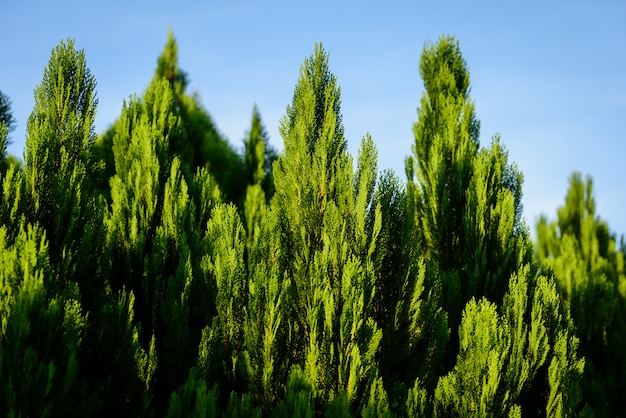 Il ramo di pino con cielo blu.