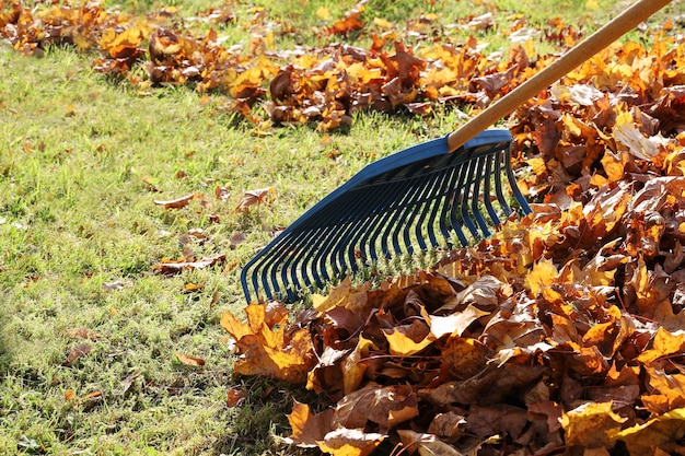 Il rastrello da giardino rastrella le foglie di acero in un mazzo