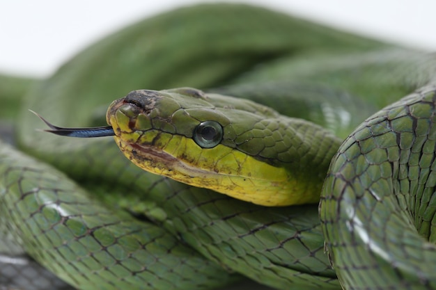 il ratsnake verde dalla coda rossa isolato su bianco.