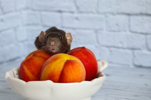 Il ratto bianco e nero mangia la pesca dolce e saporita succosa.