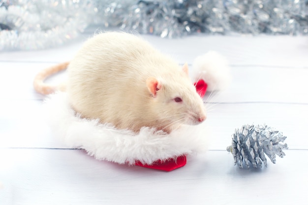 Il ratto bianco sembra fuori da un cappello di Natale,