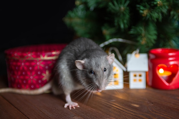 Il ratto domestico decorativo si siede vicino a un albero di Natale