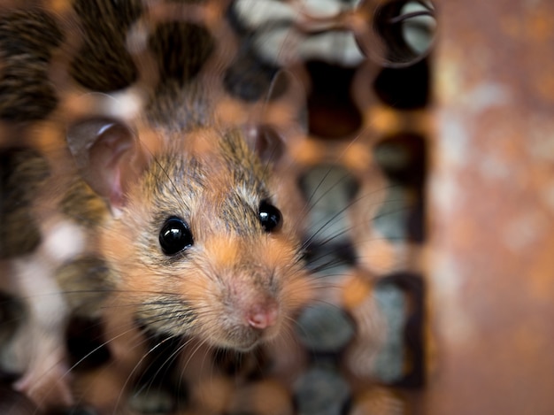 Il ratto è intrappolato in una gabbia o trappola