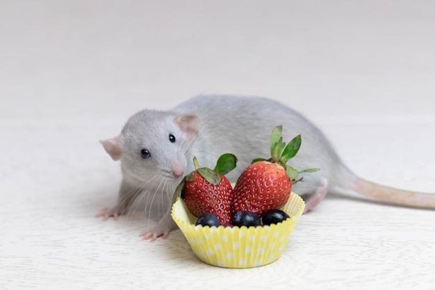 Il ratto grigio decorativo annusa e mangia bacche mature, fragole, mirtilli. Close up ritratto di un ratto. Animale domestico carino. Mangiare sano. Dieta della frutta.