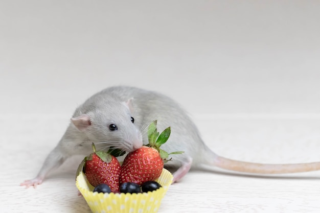 Il ratto grigio decorativo annusa e mangia bacche mature, fragole, mirtilli. Close up ritratto di un ratto. Animale domestico carino. Mangiare sano. Dieta della frutta.