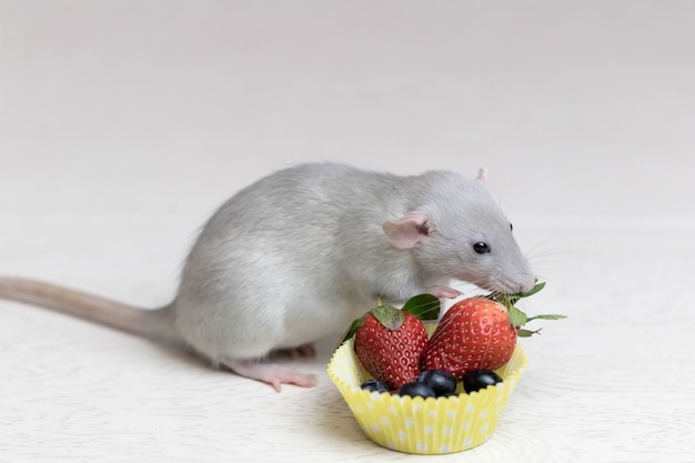 Il ratto grigio decorativo annusa e mangia bacche mature, fragole, mirtilli. Close up ritratto di un ratto. Animale domestico carino. Mangiare sano. Dieta della frutta.