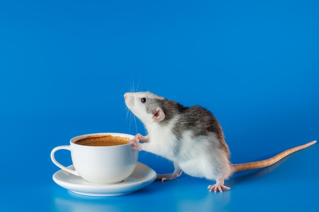 Il ratto ti invita a bere caffè tazza bianca con bevanda roditore isolato su uno sfondo blu per l'iscrizione e il titolo il topo sta per bere tè