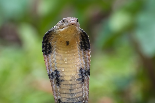 Il re cobra (Ophiophagus hannah)