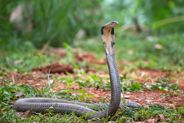 Il re cobra (Ophiophagus hannah)