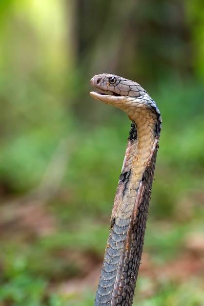 Il re cobra (Ophiophagus hannah)