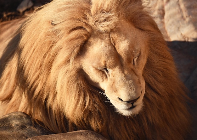 Il re leone si scaldò e strizzò gli occhi sotto il sole mattutino estivo