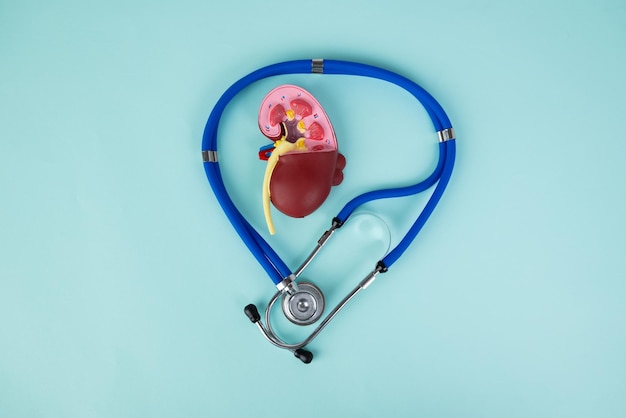 Il rene e lo stetoscopio mockup si trovano su uno sfondo blu