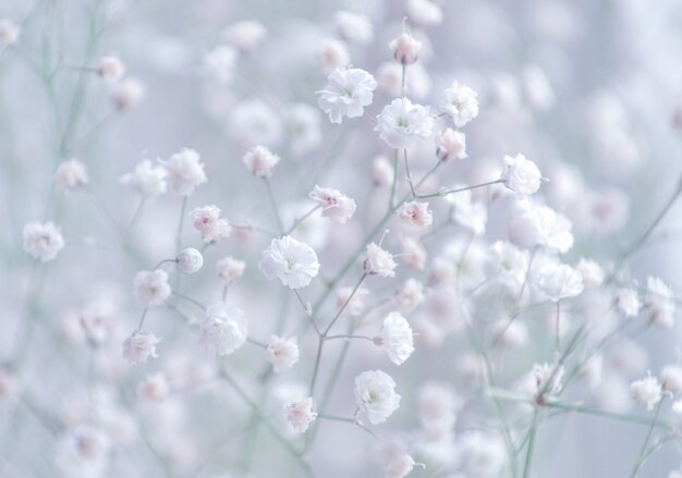 Il respiro del bambino gypsophila fiorisce il primo piano