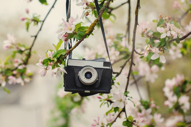 Il retro vecchio la macchina fotografica appende su un melo nel giorno di molla soleggiato