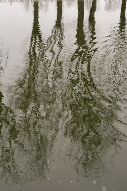 Il riflesso degli alberi ad alto fusto nell'acqua di un lago