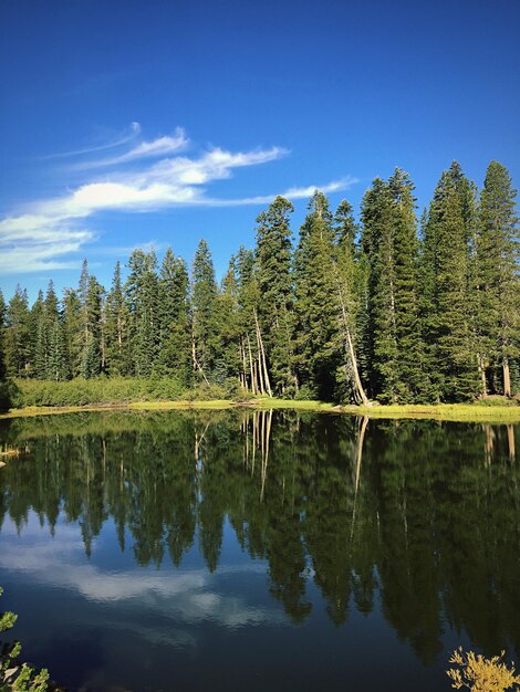 Il riflesso degli alberi in un lago calmo