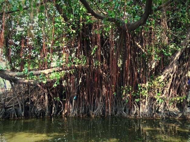 Il riflesso degli alberi nel lago