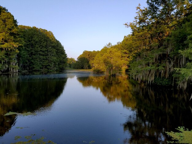 Il riflesso degli alberi nel lago