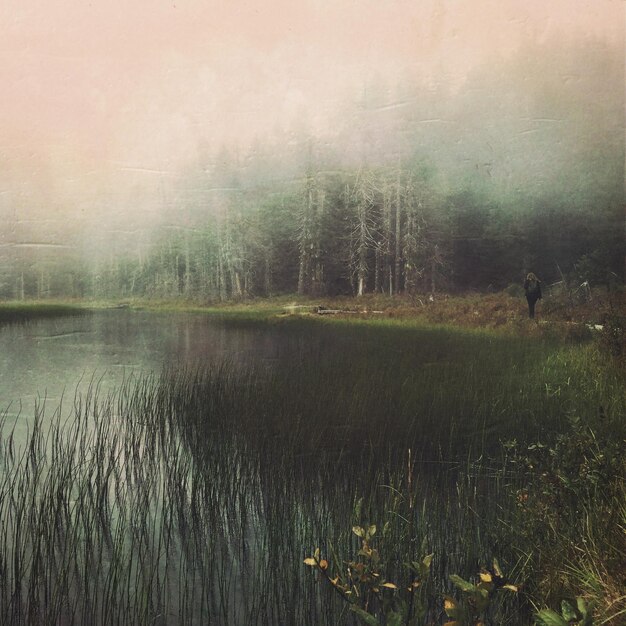 Il riflesso degli alberi nel lago