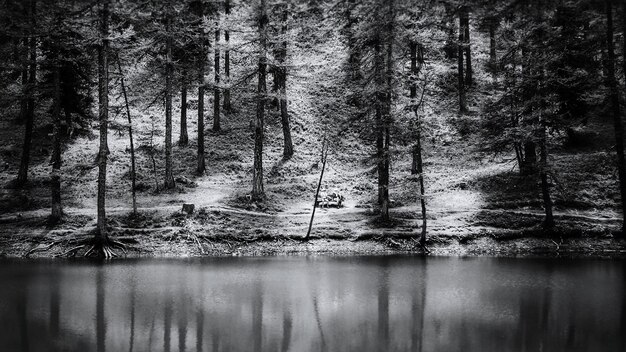 Il riflesso degli alberi nel lago