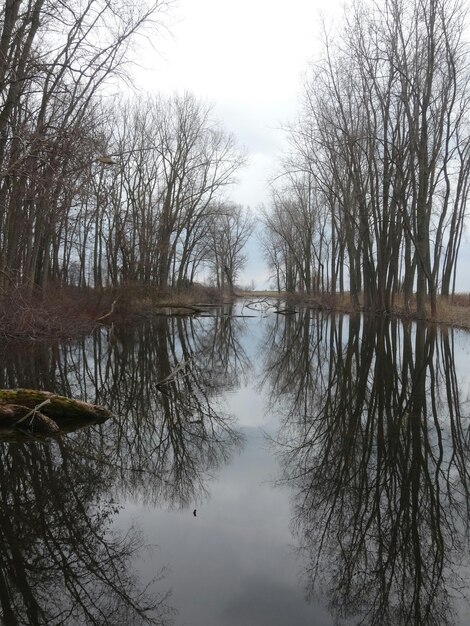 Il riflesso degli alberi nel lago