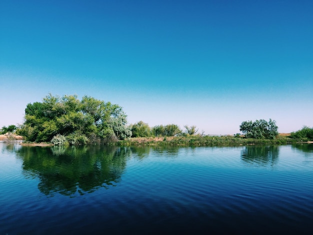 Il riflesso delle piante in un lago calmo