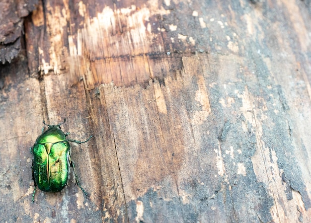 Il rinforzo della rosa verde dello scarabeo si siede su un ceppo alias Cetonia aurata