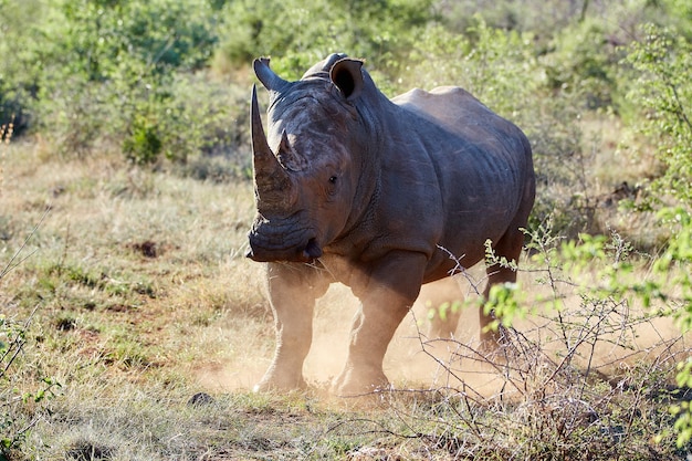 Il rinoceronte in natura