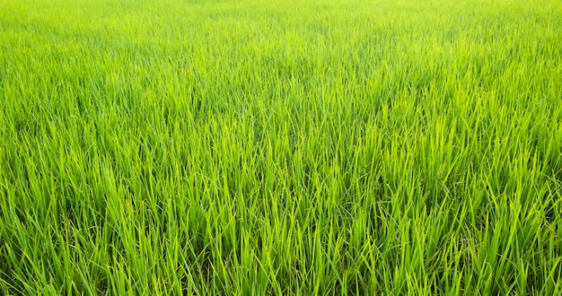 Il riso è crescita nelle risaie. Erba verde brillante. Le piantine di riso sono verde chiaro. campo e tramonto