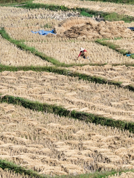 Il riso e l'agricoltore stanno raccogliendo il riso, Mae Hong Son, Tailandia del Nord