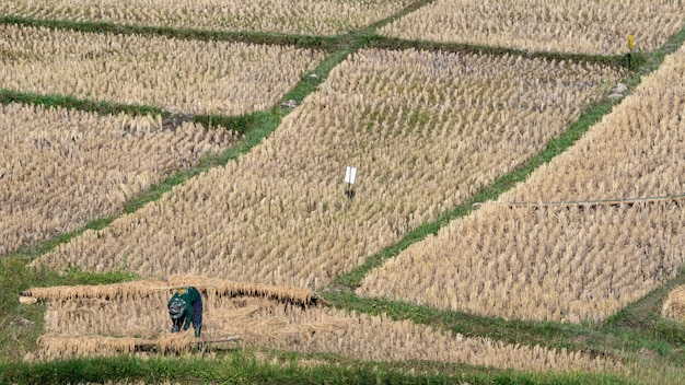 Il riso e l'agricoltore stanno raccogliendo il riso, Mae Hong Son, Tailandia del Nord