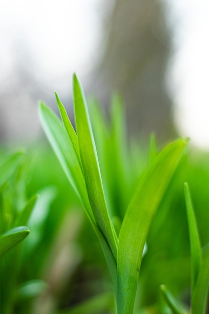 Il risveglio della natura in primavera primavera in natura Sfondo sfocato di giovane erba verde