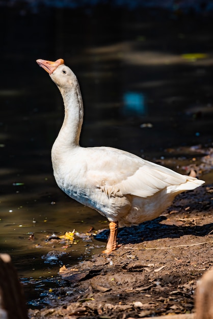 Il ritratto bianco d&#39;oca