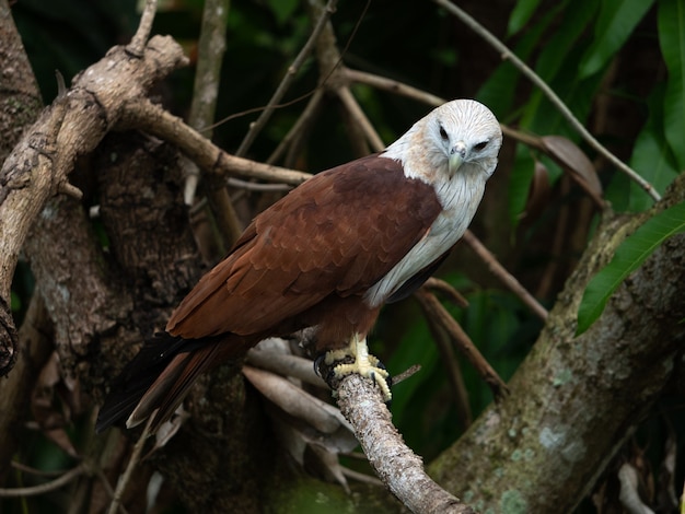 Il ritratto da vicino di un falco rosso ha un colore bruno-rossastro tranne che la testa e il petto sono bianchi.