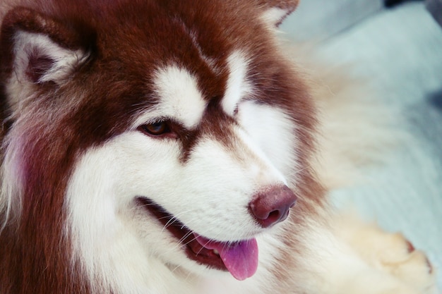 Il ritratto dei cani del husky siberiano si chiude su