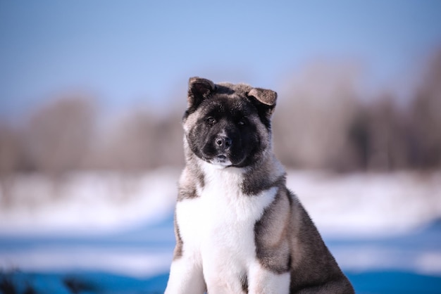 Il ritratto del cane tra i fiori di un salice Un animale all'aria aperta in primavera Akita americano