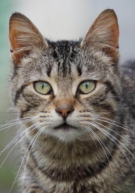 il ritratto del gatto grigio