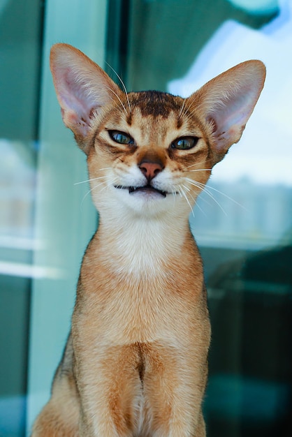 Il ritratto del gatto rosso abissino