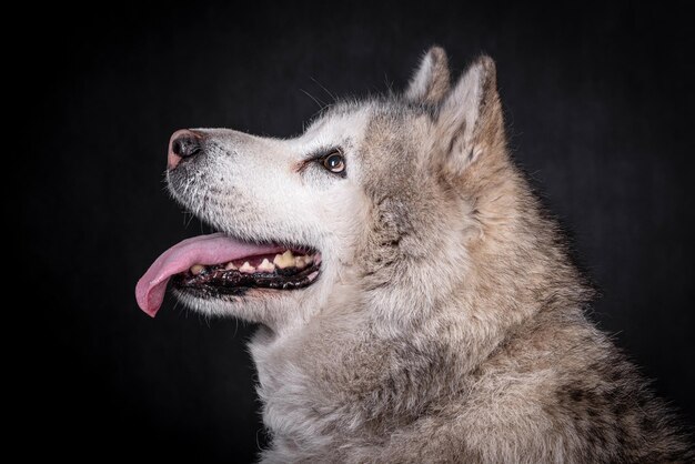 il Ritratto del giovane cane Siberian Husky, silhouette Malamut