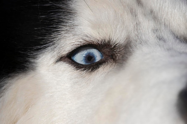 Il ritratto del primo piano del cane Siberian Husky con l'occhio azzurro guarda a destra Il cane Husky ha il colore del mantello bianco e nero