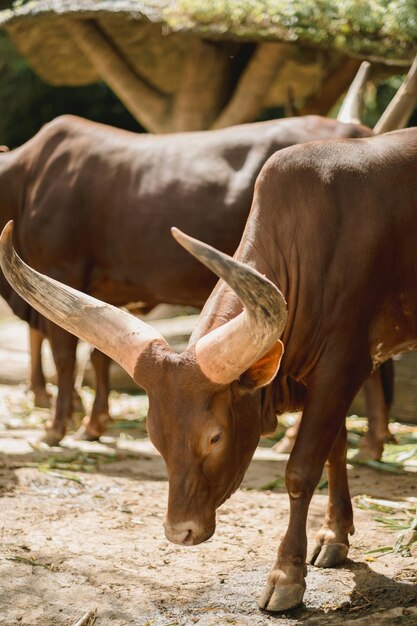 Il ritratto di AnkoleWatusi