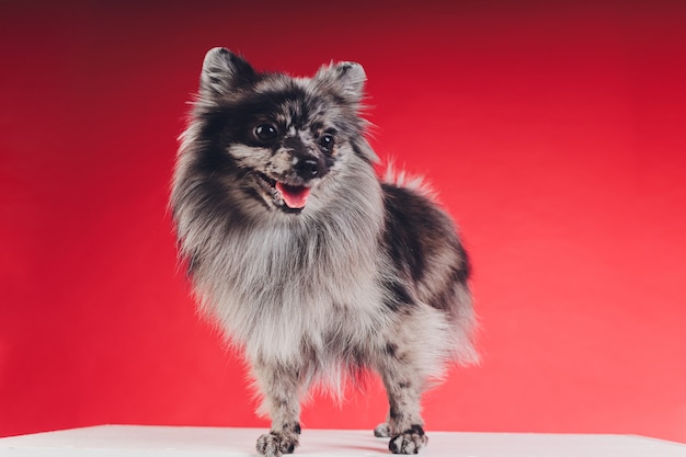 Il ritratto di giovane spitz del lupo ha sparato in studio su una priorità bassa rossa.