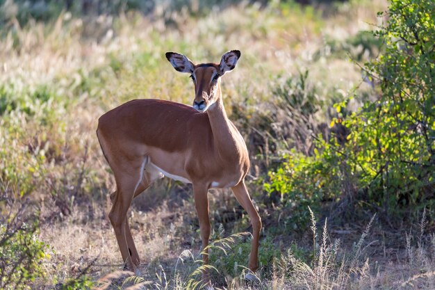 Il ritratto di un'antilope Impala nella savana del Kenya