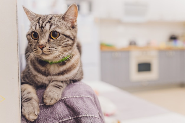 Il ritratto di un bel gatto è seduto su un divano.