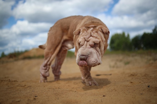 Il ritratto di un cane di razza Shar Pei durante una passeggiata in un parco annusa il terreno